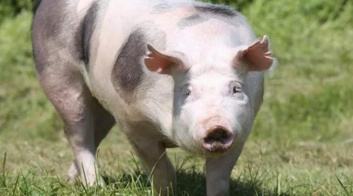 Африканська чума свиней та COVID-19 створили величезні проблеми в Німеччині