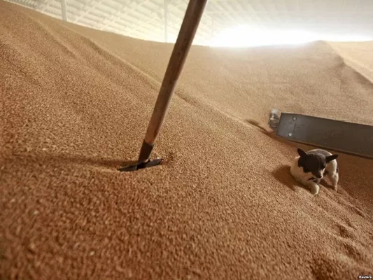 Госрезерв принял на хранение 58 тыс. т зерна