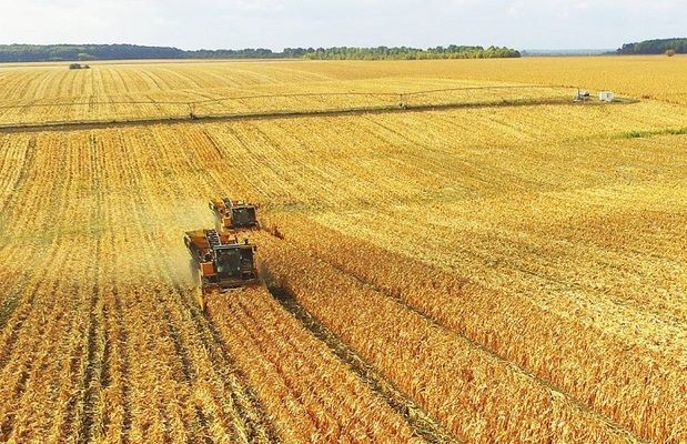 В USDA понизили прогноз урожая кукурузы в Украине на 2 млн т