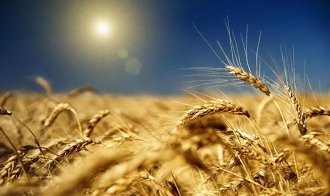 Аграрний фонд планує закупити зерна на 500 млн грн