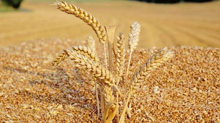 Українські аграрії зібрали 45,7 млн тонн зерна 