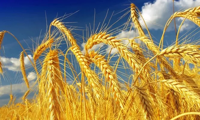 З України експортували 13,6 млн тонн зерна нового врожаю