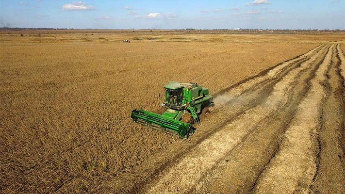 В Україні затримується процес достигання пізніх культур через зниження температури