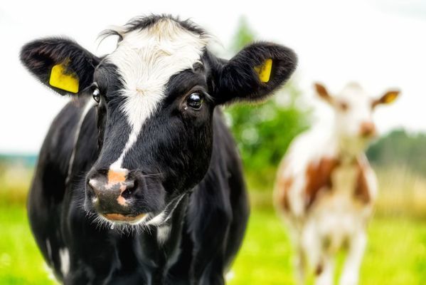 В Україні продовжує скорочуватися поголів’я корів