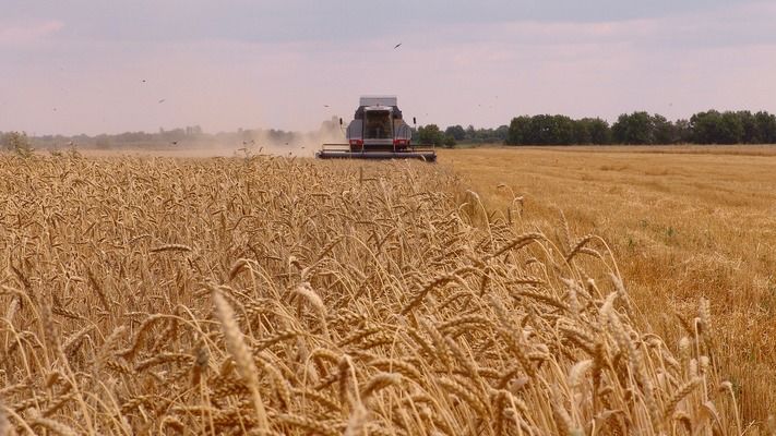 Названо уточнені обсяги експорту українського зерна нового врожаю