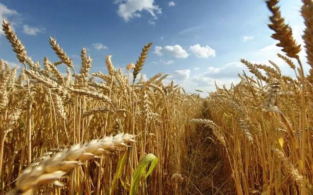 Ціна на українську пшеницю суттєво зросла