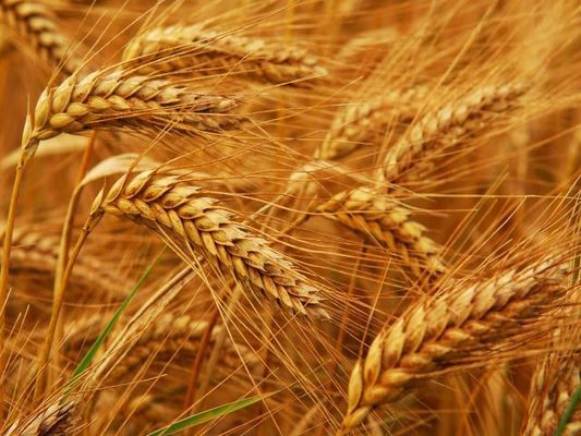 В Україні виробники пшениці припинили продажі