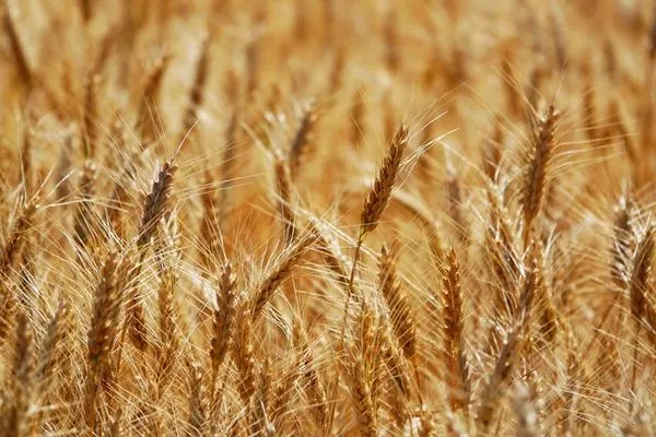 З України експортували майже 10 млн тонн пшениці 