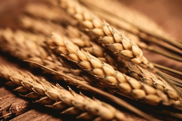 Туреччина скасувала мито на імпорт зерна до кінця року