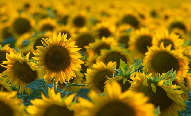 В Україні зібрано 87% врожаю соняшника