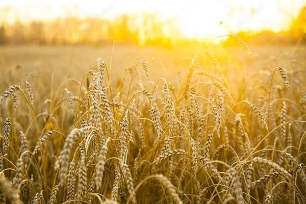 В Україні планують встановити державний нагляд за цінами на зернові