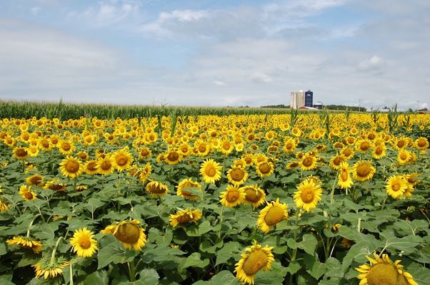 На Полтавщині завершено збір сої та соняшника