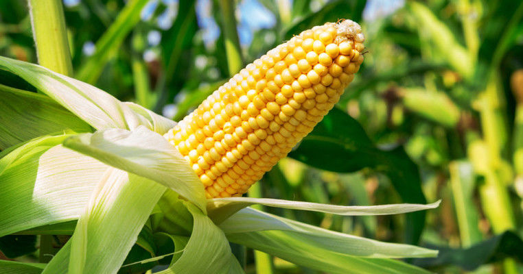 Темпи збору кукурудзи в США вдвічі випереджають торішні