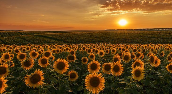 Переробники підіймають ціни на соняшник