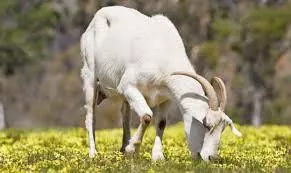 Україна вдвічі збільшила обсяги експорту малої рогатої худоби