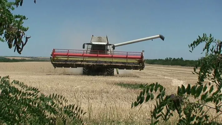 Жнива-2020: В Україні вже зібрано понад 53 млн тонн зерна