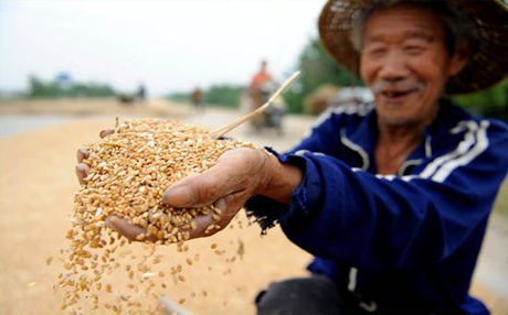 Перспективы производства пшеницы в Китае улучшены