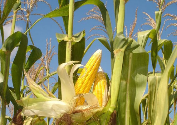 В США вже зібрано 82% врожаю кукурудзи