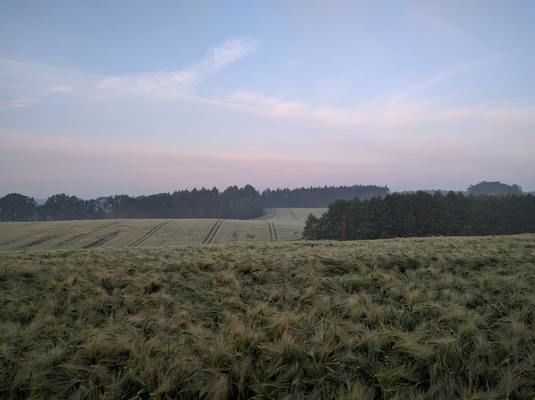 На заході та в центрі України прискорилася вегетація озимих культур