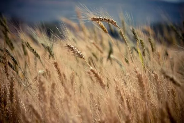 В української пшениці з’явився новий конкурент на ринках Азії