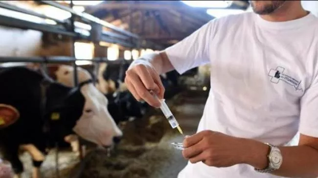 В Україні стартувало наймасштабніше дослідження застосування антибіотиків у тваринництві