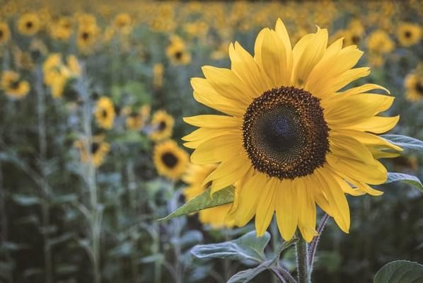 ЄС збільшить імпорт соняшникової олії через поганий врожай 