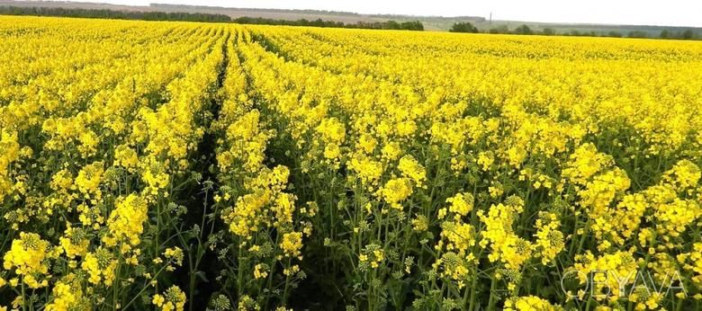 Стало відомо, область України з найвищою урожайністю ріпак