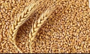 Єгипет зацікавлений у збільшенні обсягів імпорту українського зерна