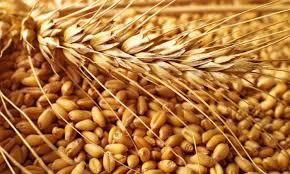 З України експортували 18,4 млн тонн зерна нового врожаю 