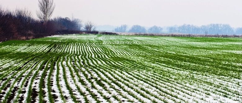 В Україні озимими вже засіяно 96% прогнозованих площ