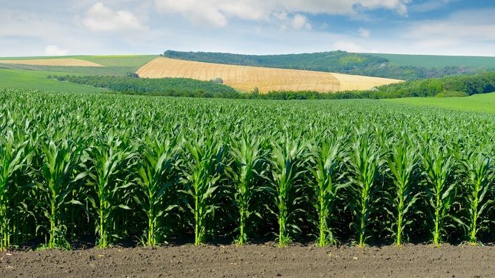 В США вже зібрано 95% кукурудзи