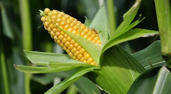 В Україні названо ТОП-3 областей з валового збору кукурудзи