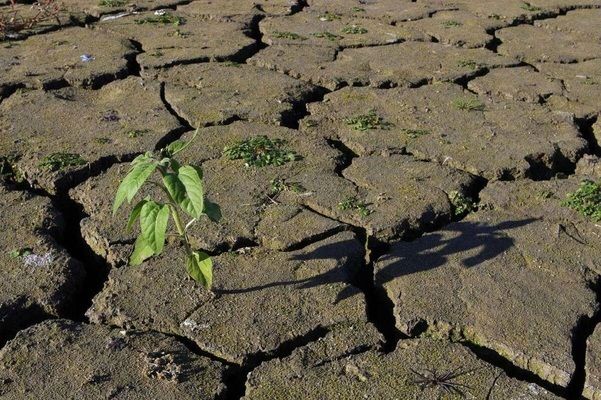 Посуха в Україні збережеться і зимою, – кліматолог