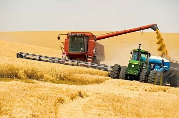 В Україні вже зібрано 95% зерна