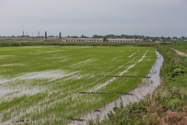 Corteva зареєструвала в Україні новий гербіцид для контролю бур’янів у посівах рису 