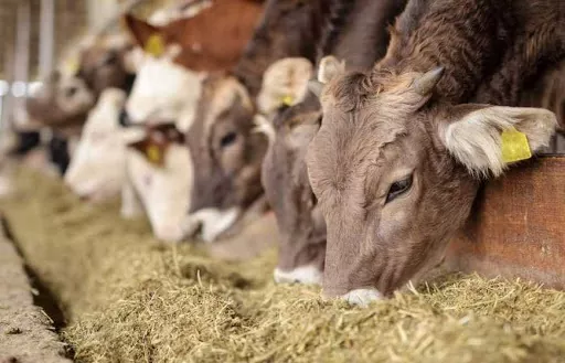 На Вінниччині відкрили притулок для великої рогатої худоби