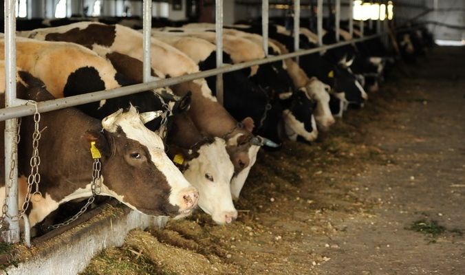 За десять місяців поточного року Україна втратила істотну частку поголів’я корів