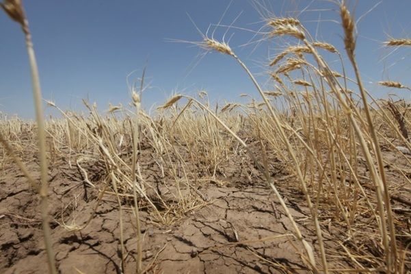 На Одещині від посухи постраждали понад 1,3 тис. агропідприємств