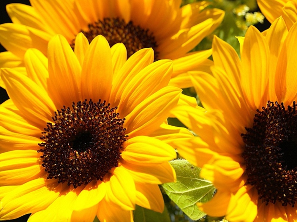 Купить Семена Подсолнечника Пионер