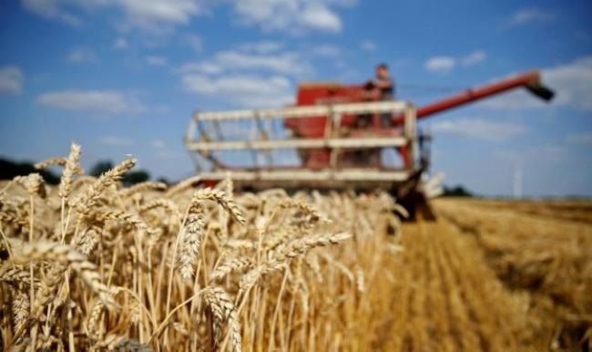 Аграрії Черкащини зібрали понад 98% урожаю зерна