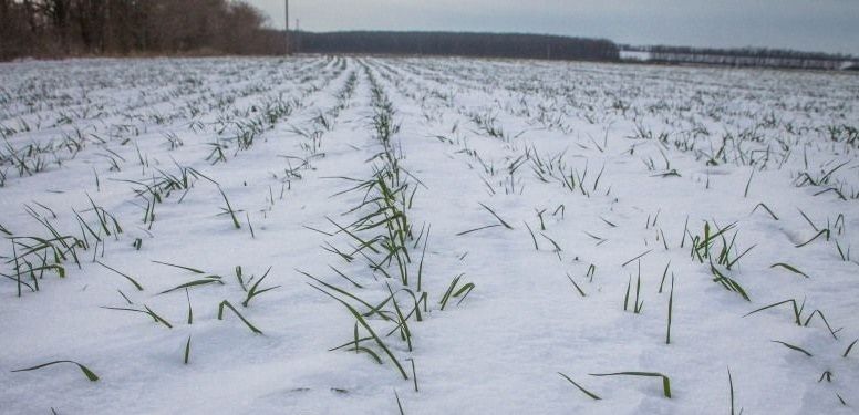 В Україні озимі культури на більшості площ припинили вегетацію