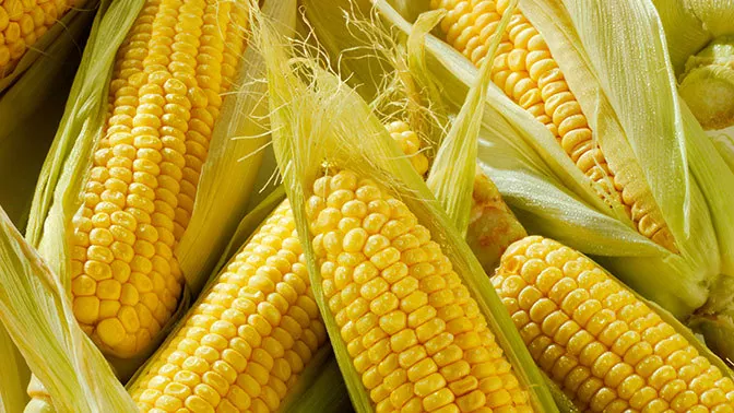Врожайність кукурудзи в Україні знизилась на 27%