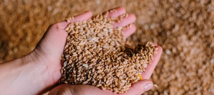 В Україні залишається критичною ситуація з виконанням форвардів на ринку зерна — УЗА