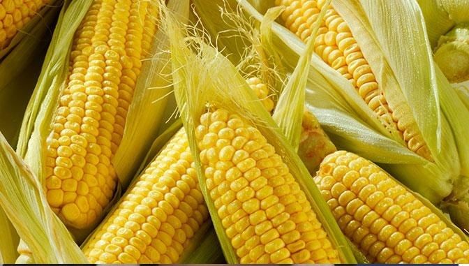 За скільки продають українську кукурудзу на міжнародних тендерах