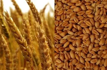 Прогноз производства европейского ячменя понижен – Strategie Grains