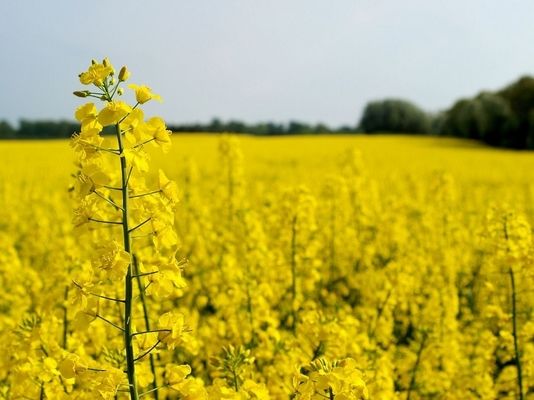 В Австралії росте попит на канолу та ріпак