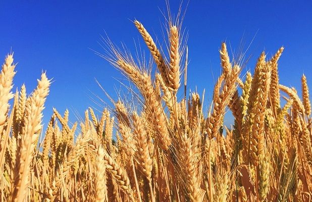 Египетская компания закупила 180 тыс. т пшеницы из Украины и России