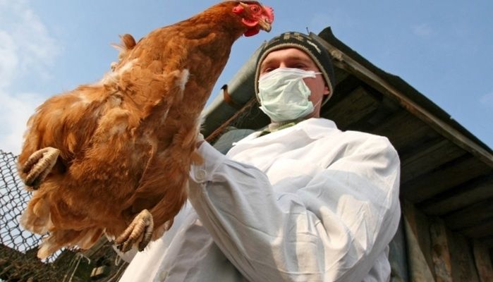 На Миколаївщині зафіксували спалах пташиного грипу