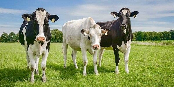 В Ізраїлі на технологічних фермах дрони випасають корів