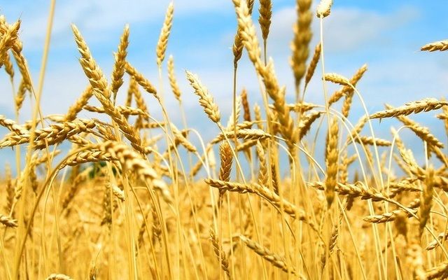 Австралійські селекціонери створили високоврожайний сорт пшениці з великими зернами